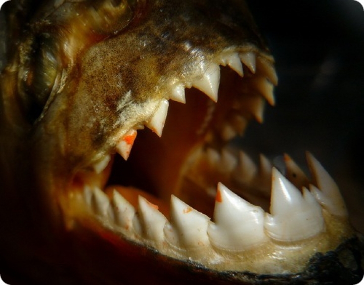 В Даугаве поймали пиранью