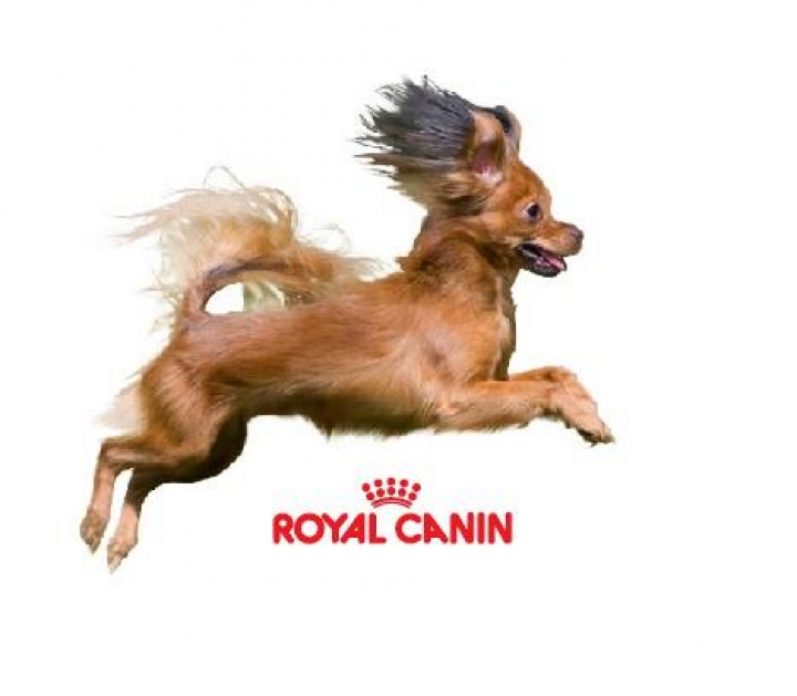 Royal Canin Dino Arēna приглашает на выставку собак