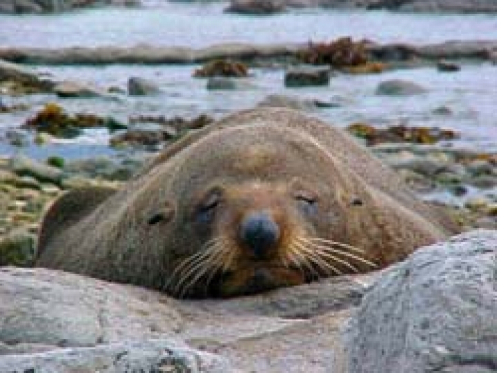 На пляж вынесло еще одного погибшего тюленя