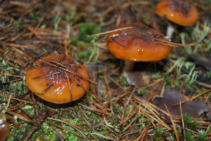 В сентябре грибами отравились девять человек