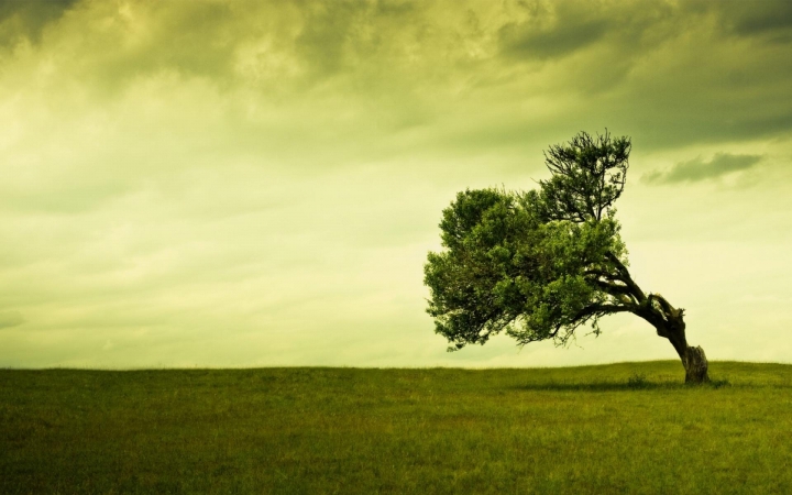 На мужчину упало спиленное дерево