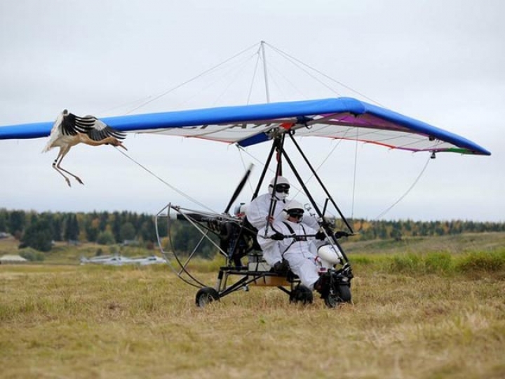 Стерхи Путина вернулись домой на самолете