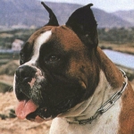 ПВС требует усыпить собаку, которая загрызла младенца