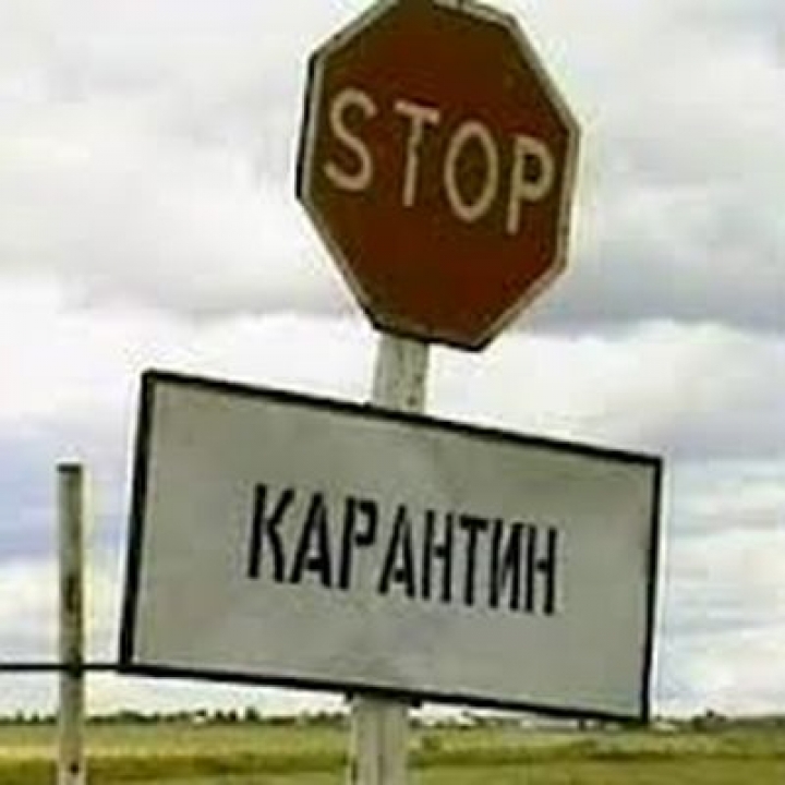 Свиная чума: Латгалию объявили карантинной зоной