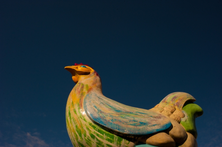 Британская курица-гений научилась считать до восьми