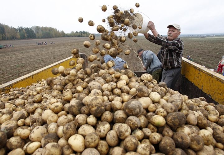 Трудоспособные беларусы массово покидают страну