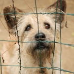 В Германии запретят секс с животными