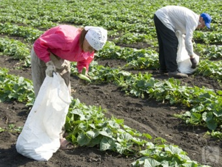 ЕС пошел на уступки латвийским крестьянам