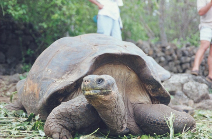 На галапагосских крыс сбросят 22 тонны яда