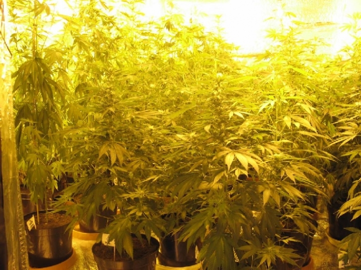 Финляндия легализовала марихуану в медицинских целях