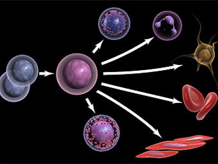 Ученые сумели получить стволовые клетки из крови