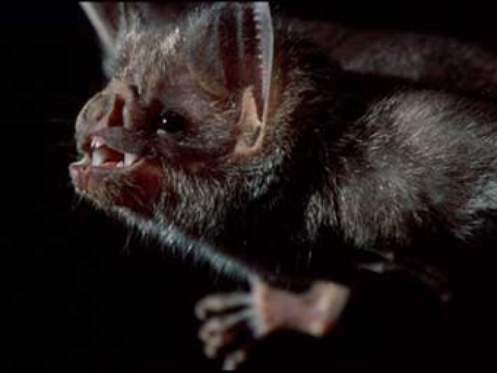 Переносчиком опасного вируса на Ближнем Востоке оказались летучие мыши