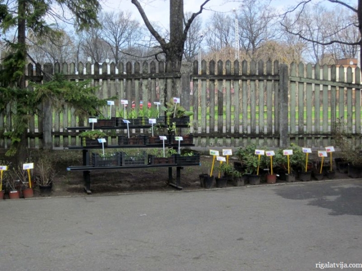 Ботанический сад потратит на ограждение 30 тысяч латов