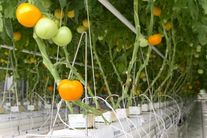 Первый урожай местных тепличных помидоров ожидается в начале декабря