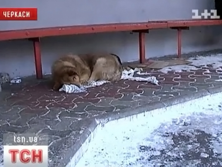 Верный пес пять лет ждет хозяина, бросившего его на остановке (ФОТО)