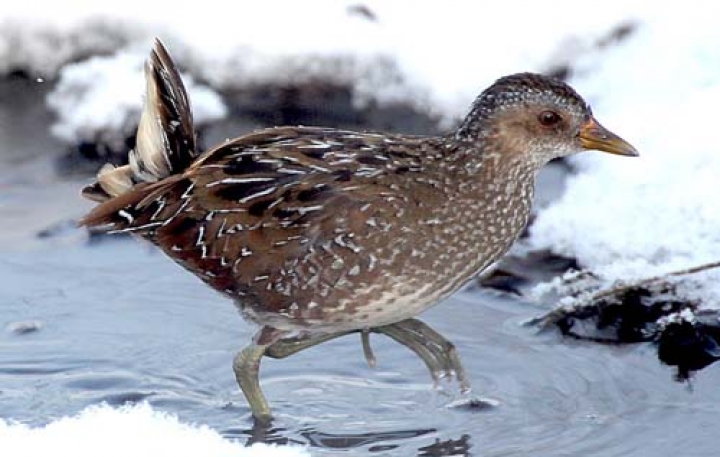 Инаугурацию Чавеса придется проводить без него