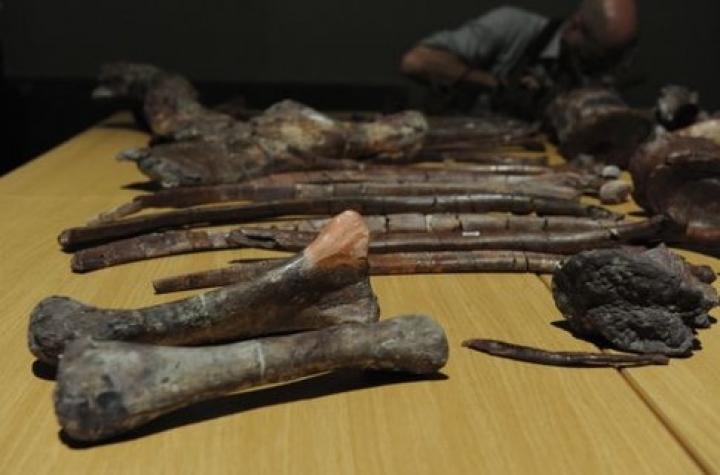 Американский похититель динозавров признал свою вину