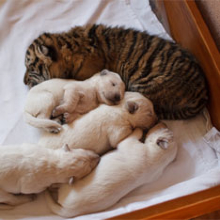 Овчарка усыновила брошенных тигрят