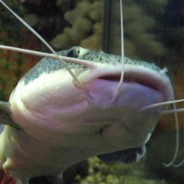 В Китае скончалась самая высокая женщина мира