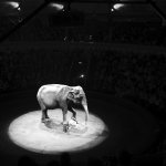 В Рижском цирке слон травмировал ребенка