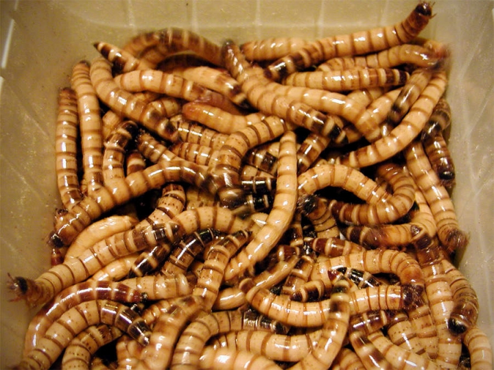 Пищей будущего названы личинки насекомых