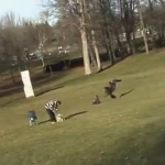 Орел пытался украсть ребенка в парке (ВИДЕО)