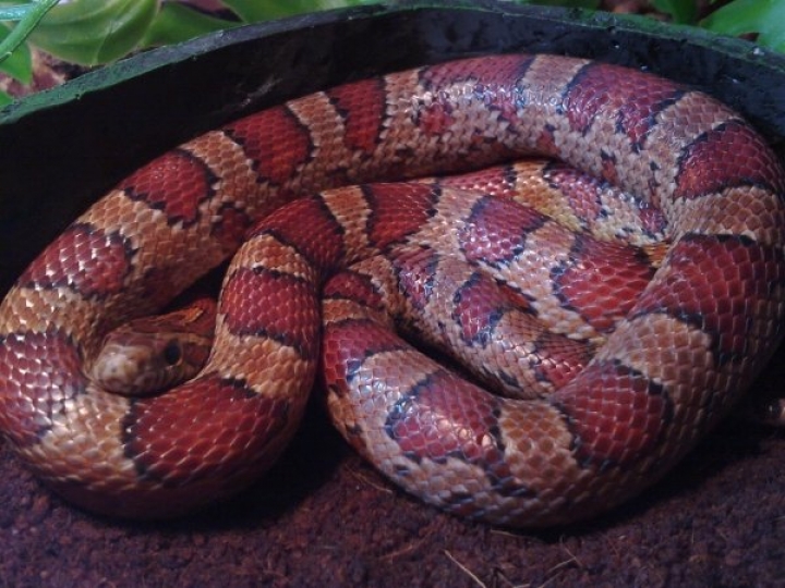 Пассажира египетского самолета укусила ядовитая змея