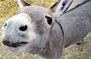 Мэра бразильского города засудят за оскорбление демократии ослом