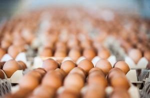 Balticovo активно завоевывает рынок в Чехии