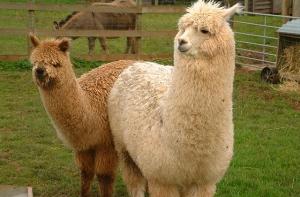 Двух тинейджеров в Австралии судят за убийство лам