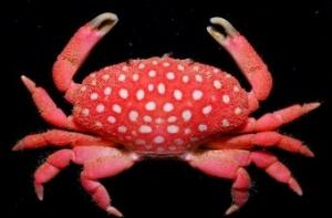 Британские ученые: крабы могут чувствовать боль