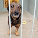 Мехико: 4 года тюрьмы за жестокое обращение с животными