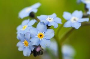 Фонд принца Гарри создаст сад памяти принцессы Дианы