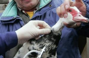 Новый птичий грипп страшнее предыдущего