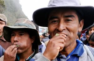 Путин решил запретить жителям Боливии жевать листья коки