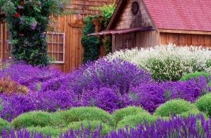 Цветы могут помочь при лечении мозга