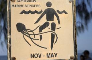 На востоке Австралии появилось огромное количество ядовитых медуз