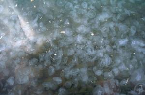 Крым захватили черноморские медузы (ВИДЕО)