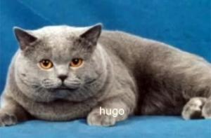 В Нью-Йорке потерпел крушение пассажирский паром