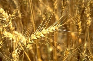 Урожай зерна впервые превысил 2 миллиона тонн