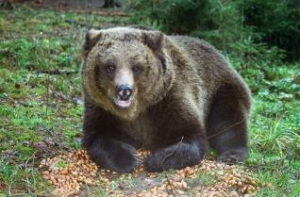 В Швейцарии убили единственного в стране медведя