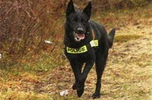 Британские прокуроры взяли у полицейского пса письменные показания