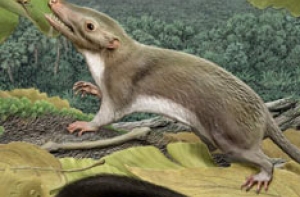 Великий предок жил на деревьях и питался насекомыми