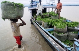 Черный чай полезен для мозга