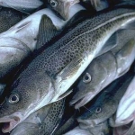 Треска подешевела на 40%