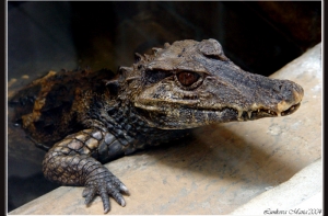 Ученые: 20% рептилий на Земле под угрозой исчезновения