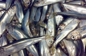 Норвегия задержала российский траулер за сброс рыбы