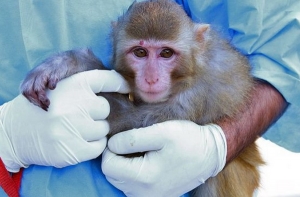 Иран предложил США взять интервью у макаки