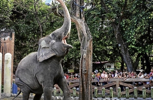 Франция выведет войска из Мали через месяц