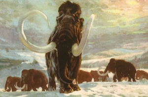 В Якутии впервые исследуют головной мозг мамонта